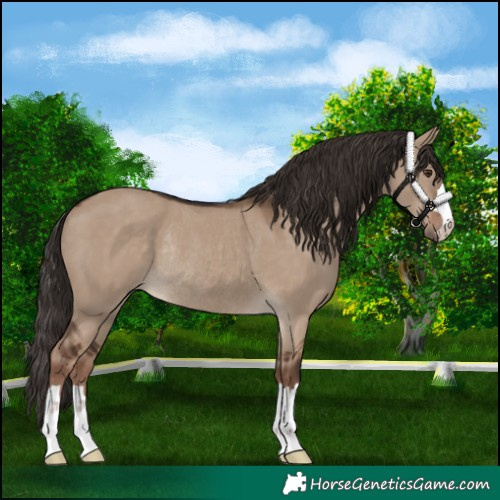 Horse Color:Liver Red Dun Rabicano