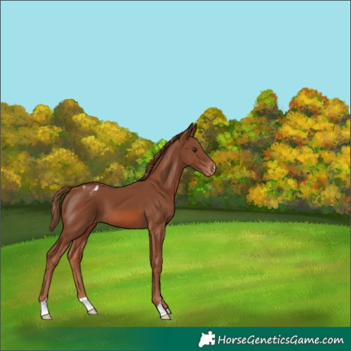 Horse Color:Chestnut Appaloosa 
