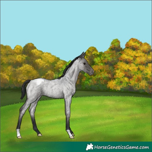 Horse Color:Blue Roan Varnish 