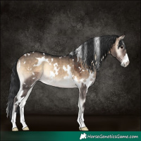 Horse Color:White Spotted Brown Onyx Rabicano 