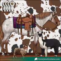 Horse Color:Liver Red Roan Appaloosa 