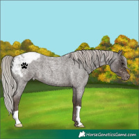 Horse Color:Silver Blue Roan Appaloosa