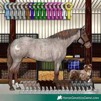 Horse Color:Liver Red Roan Appaloosa 