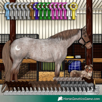 Horse Color:Liver Red Roan Appaloosa 