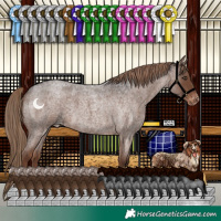 Horse Color:Liver Red Roan Appaloosa