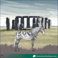 Horse Color:Silver Brown Chinchilla Appaloosa 