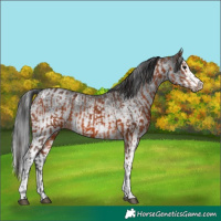 Horse Color:Bay  and White Spotted Black Splash 