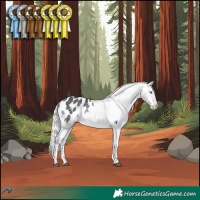 Horse Color:White Spotted Silver Bay Chinchilla Tobiano Appaloosa 