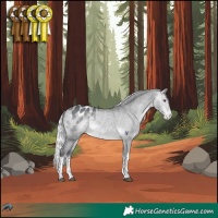 Horse Color:White Spotted Silver Bay Chinchilla Tobiano Appaloosa 