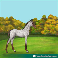 Horse Color:Liver Red Roan Appaloosa