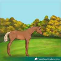 Horse Color:Chestnut 