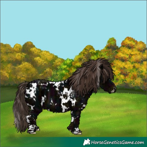 Horse Color:White Spotted Midnight Liver Chestnut Ice 