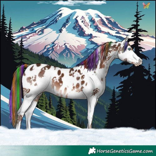 Horse Color:Painted White Spotted Liver Chestnut Splash Near Leopard