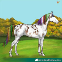 Horse Color:Painted White Spotted Liver Chestnut Splash Appaloosa 
