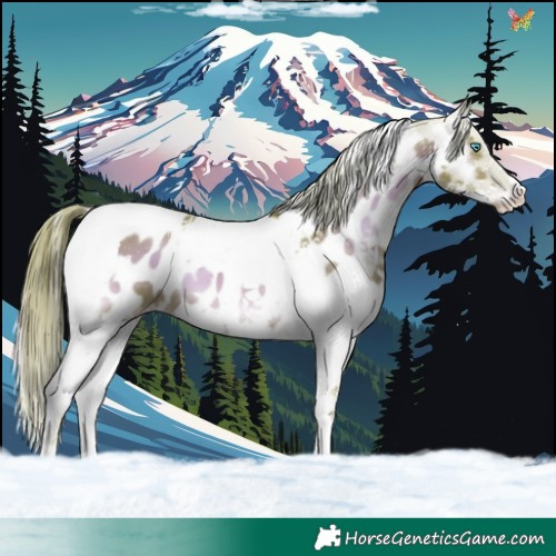 Horse Color:Watercolor Liver Red Onyx Splash Tobiano Near Leopard
