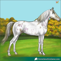 Horse Color:Watercolor Liver Red Onyx Splash Tobiano Appaloosa 
