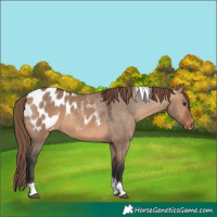 Horse Color:Bay Dun Tobiano Appaloosa 