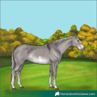 Horse Color:Gray Platinum Chocolate Palomino Dun Sabino 