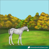 Horse Color:Liver Red Roan Splash 