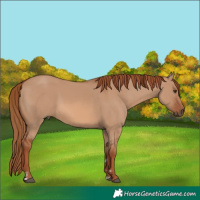 Horse Color:Red Dun 
