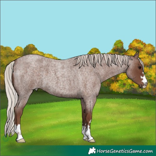 Horse Color:Silver Blue Roan 
