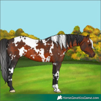 Horse Color:White Spotted Brown 