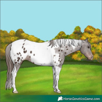 Horse Color:Liver Chestnut Tobiano Appaloosa 