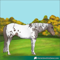 Horse Color:Liver Chestnut Tobiano Appaloosa 
