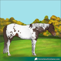 Horse Color:Liver Chestnut Tobiano Appaloosa 