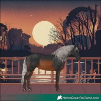 Horse Color:Silver Bay 