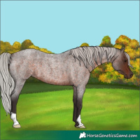 Horse Color:Silver Brown Roan 