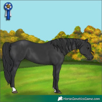 Horse Color:Black 
