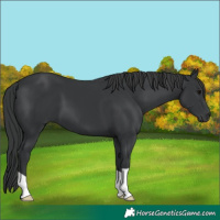 Horse Color:Black 