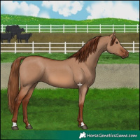 Horse Color:Red Dun 