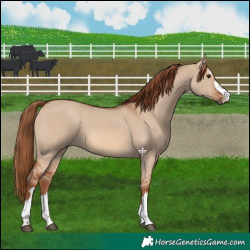 Horse Color:Red Dun 