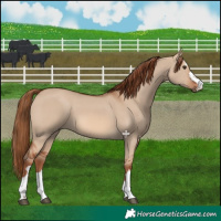 Horse Color:Red Dun 