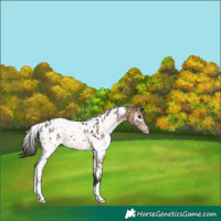 Horse Color:White Spotted Bay Dun Appaloosa 