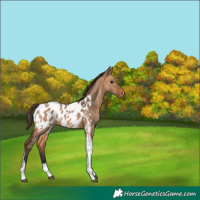 Horse Color:Bay Dun Tobiano Appaloosa Rabicano 