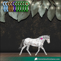 Horse Color:White Spotted Bay Splash Appaloosa