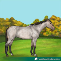 Horse Color:Bay Roan Dun 