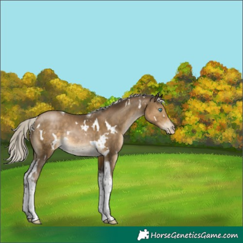Horse Color:Gray White Spotted Silver Smoky Black Pearl Tobiano