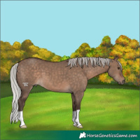 Horse Color:Silver Brown Dun 