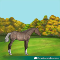 Horse Color:Silver Brown Dun Rabicano 