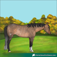 Horse Color:Brown Dun Rabicano 