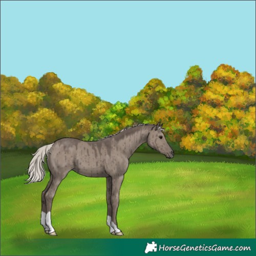 Horse Color:Silver Grullo Brindle