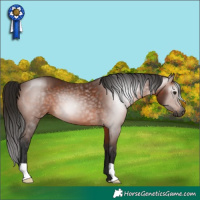 Horse Color:Gray Bay 