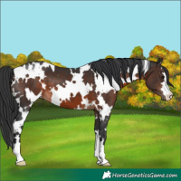 Horse Color:White Spotted Brown 