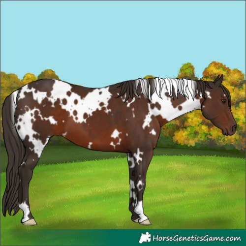 Horse Color:White Spotted Liver Chestnut 