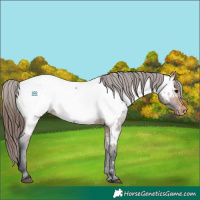 Horse Color:Bay Roan Appaloosa 