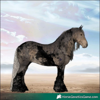Horse Color:Void Silver Smoky Black Tobiano
